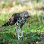 l'aigle huppé - © Gilles Adt