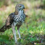 l'aigle huppé - © Gilles Adt