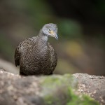 Éperonnier chinquis - © Gilles Adt