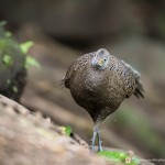 Éperonnier chinquis - © Gilles Adt