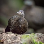 Éperonnier chinquis - © Gilles Adt