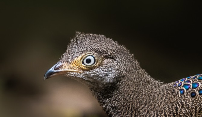 Éperonnier chinquis - © Gilles Adt