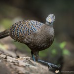 Éperonnier chinquis - © Gilles Adt