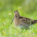 bécassine des marais - © Gilles Adt