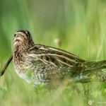 bécassine des marais - © Gilles Adt