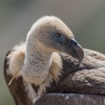 Vautour fauve (Gyps fulvus) -© Gilles Adt