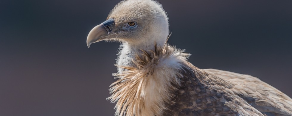 Vautour fauve (Gyps fulvus) -© Gilles Adt