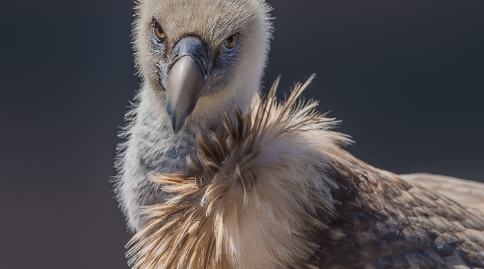 Vautour fauve - © Gilles Adt