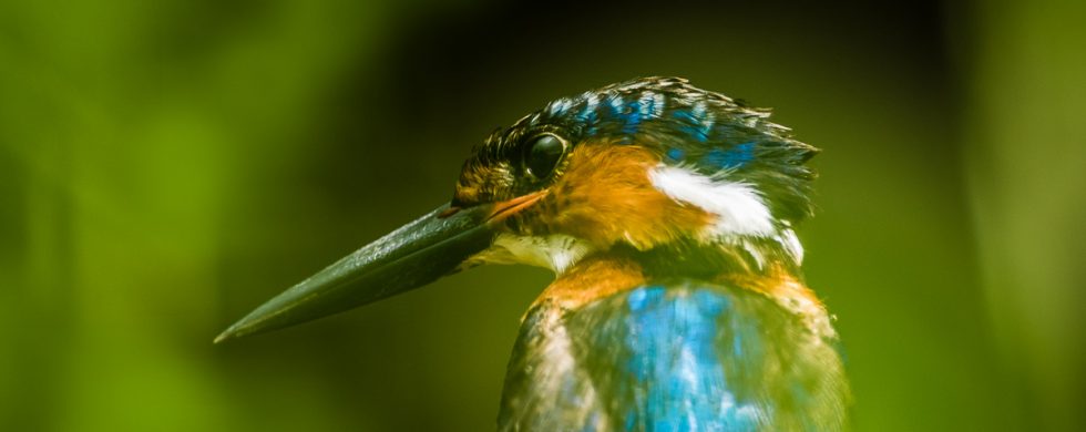 la beauté du Martin-pêcheur vintsi - © Gilles Adt