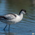 Avocette élégante - © Gilles Adt