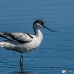 Avocette élégante - © Gilles Adt