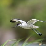 Avocette élégante - © Gilles Adt