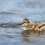 Avocette élégante - © Gilles Adt