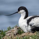 Avocette élégante - © Gilles Adt