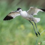 Avocette élégante - © Gilles Adt