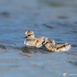 Avocette élégante - © Gilles Adt