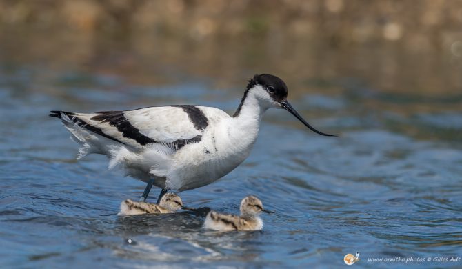 Avocette élégante - © Gilles Adt