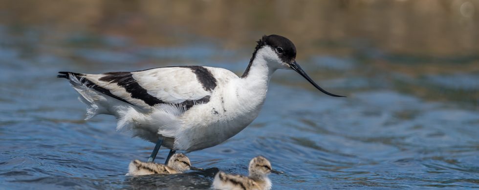 Avocette élégante - © Gilles Adt