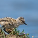 Avocette élégante - © Gilles Adt