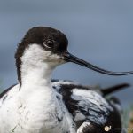 Avocette élégante - © Gilles Adt