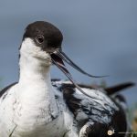 Avocette élégante - © Gilles Adt