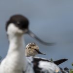 Avocette élégante - © Gilles Adt