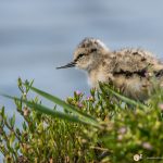 Avocette élégante - © Gilles Adt