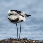 Avocette élégante - © Gilles Adt