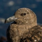 labbe subantarctique - © Gilles Adt