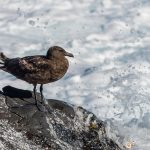 labbe subantarctique - © Gilles Adt