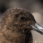 labbe subantarctique - © Gilles Adt