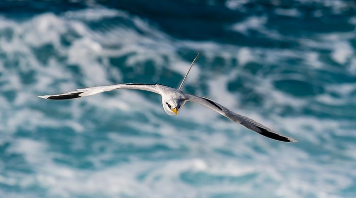 paille-en-queue - © Gilles Adt