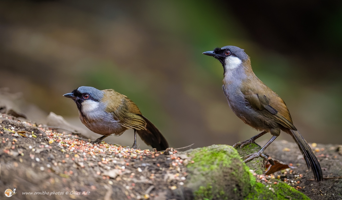le Garrulaxe bruyantornitho.photos Gilles Adt