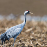 les Grues cendrées