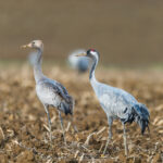 les Grues cendrées