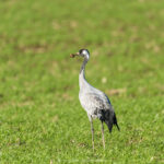 les Grues cendrées