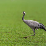 les Grues cendrées