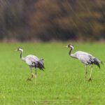 les Grues cendrées