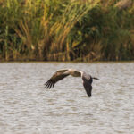 les Grues cendrées