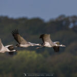 les Grues cendrées