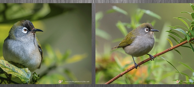 Zosterops de la Réunion – © Gilles Adt