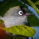 Zostérops de la Réunion