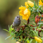 Zostérops de la Réunion