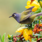 Zostérops de la Réunion