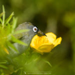 Zostérops de la Réunion