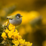 Zostérops de la Réunion