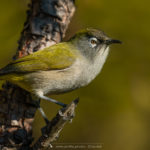 Zostérops de la Réunion