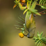 Zostérops de la Réunion