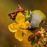 Zostérops de la Réunion