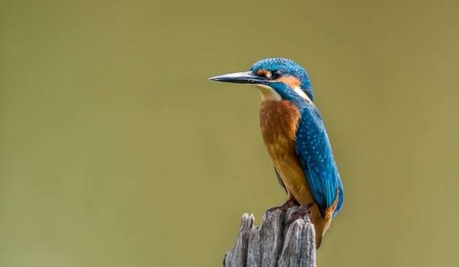 Martin-pêcheur d'Europe - © Gilles Adt